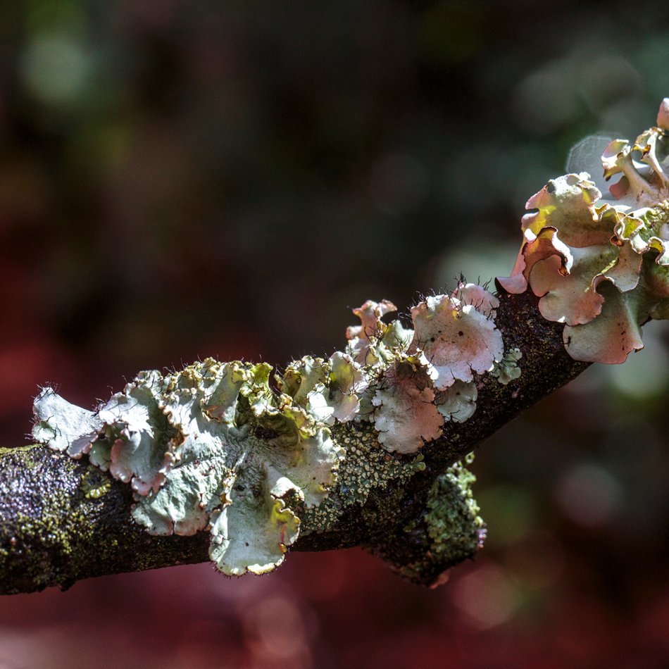 712_random_fungi_lichen-4.jpg