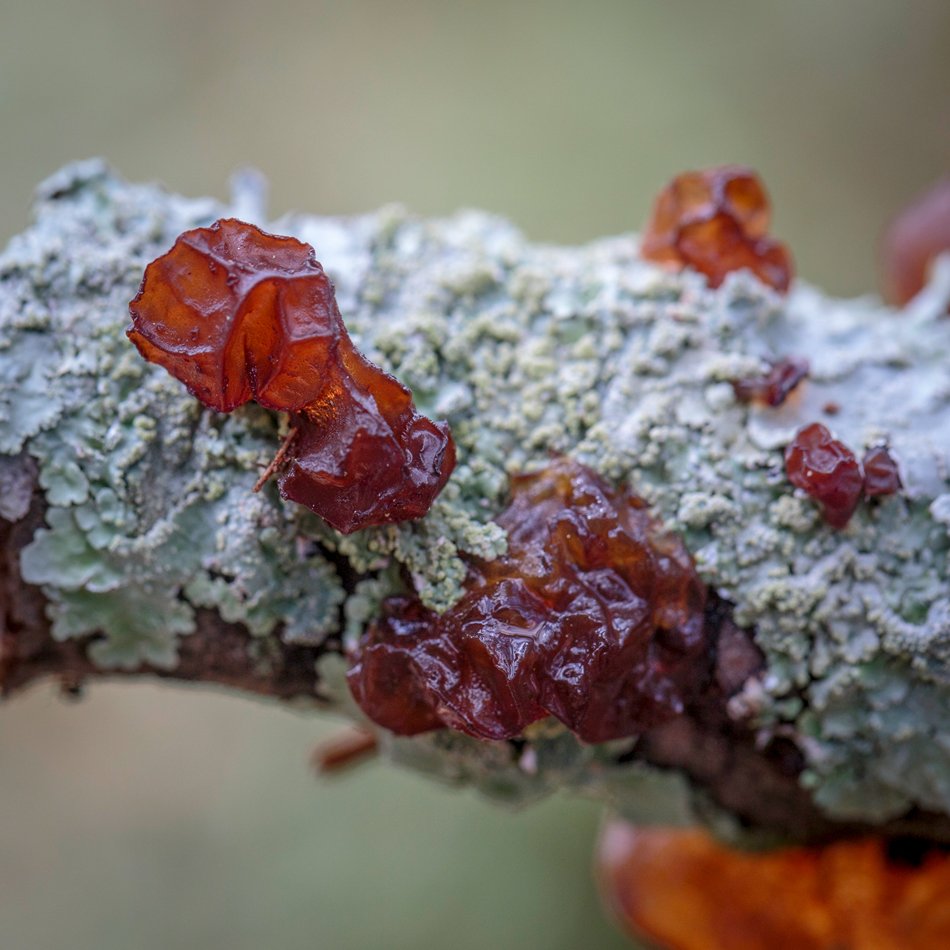 Jelly Fungus