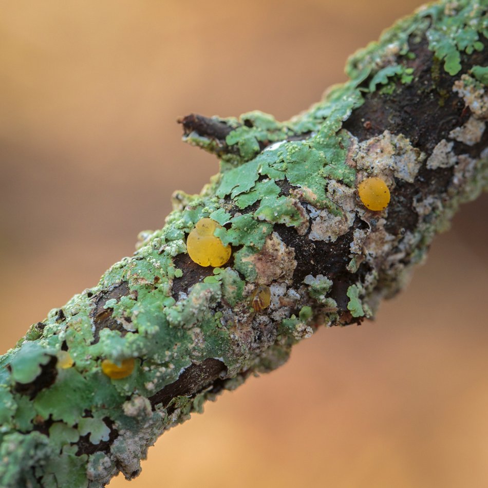 712_random_fungi_lichen-7.jpg