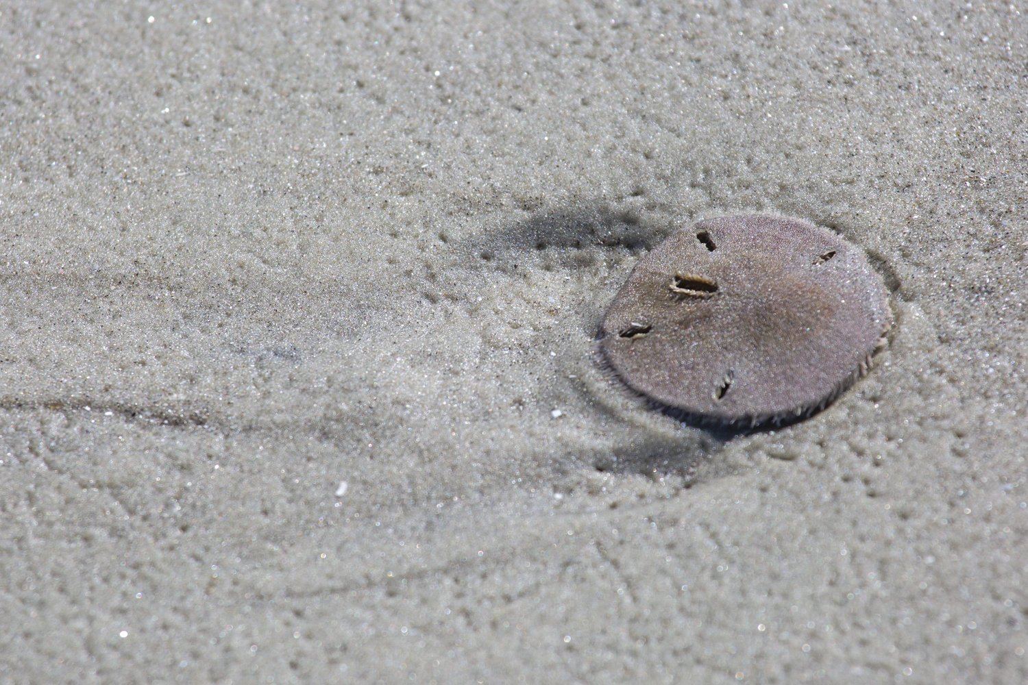 Keyhole Urchin