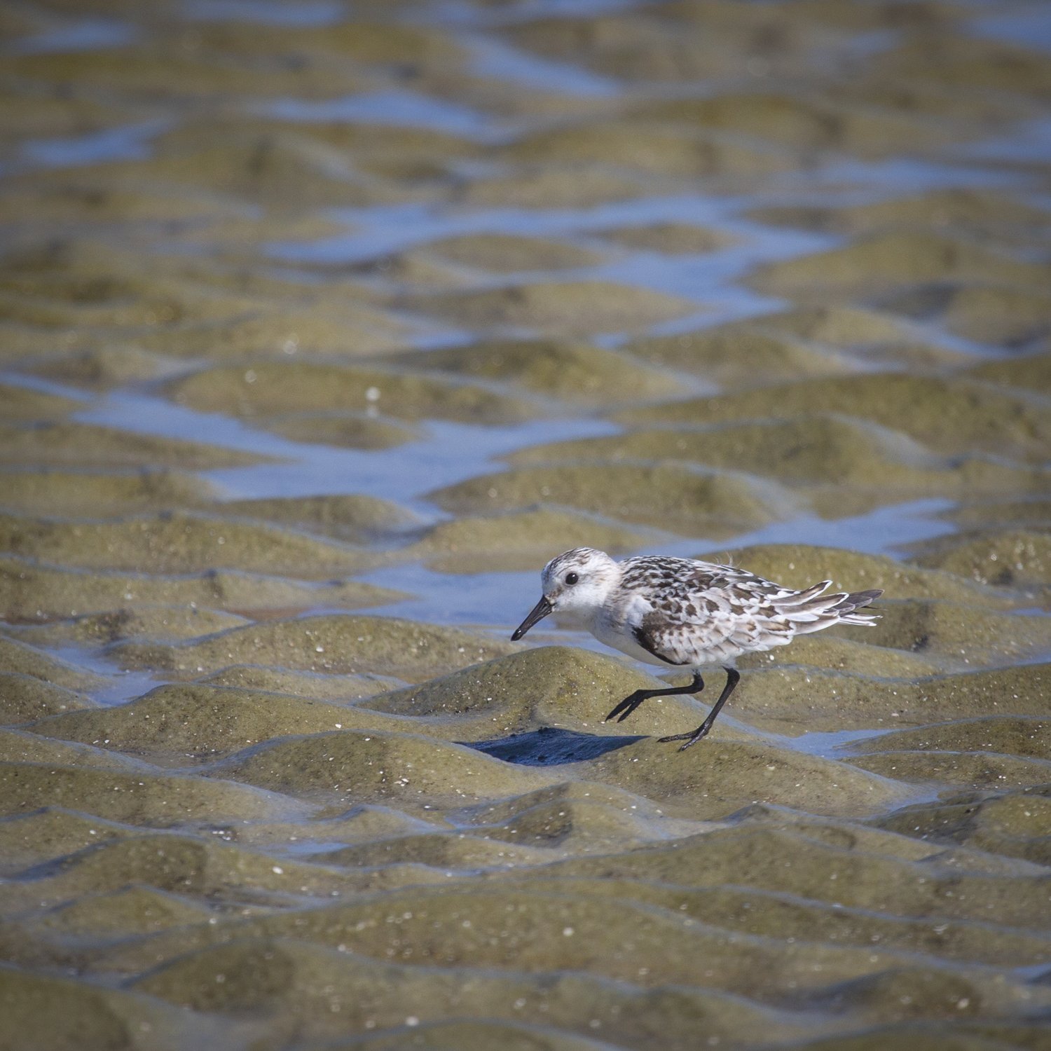 Sanderling