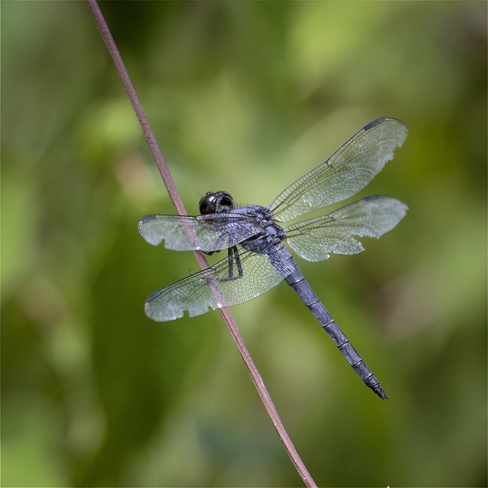 Slaty Skimmer