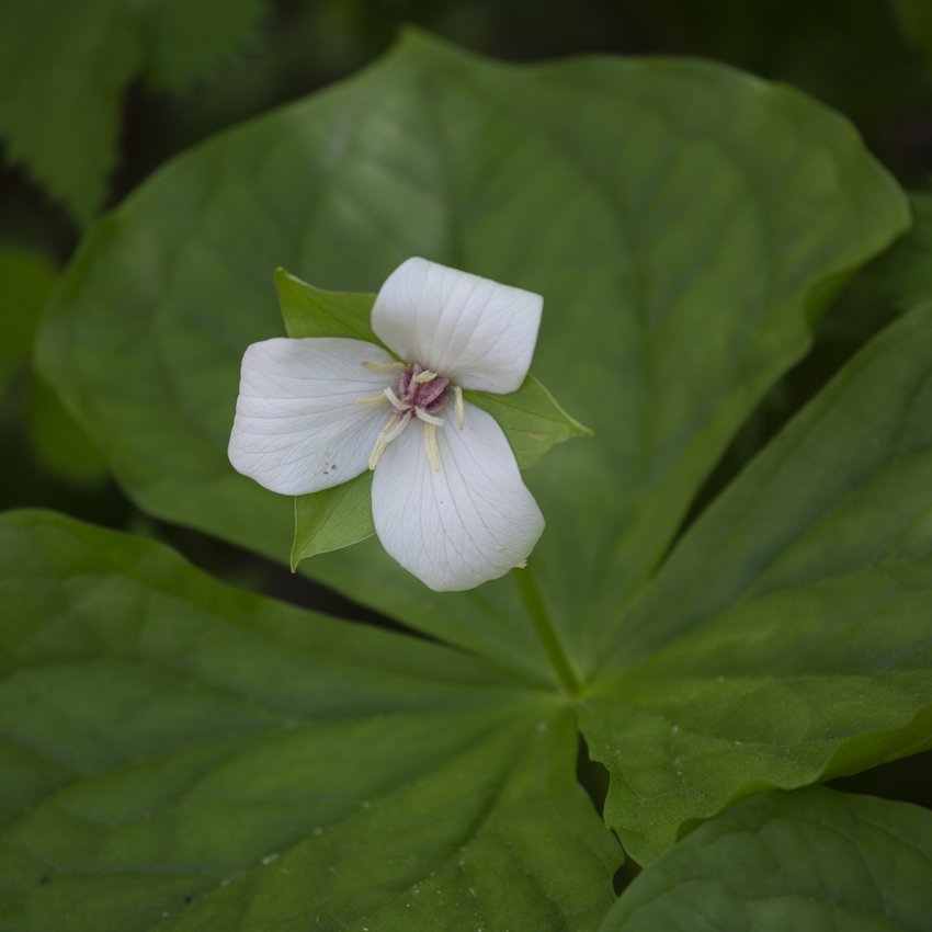 sweet_white_trillium.jpeg