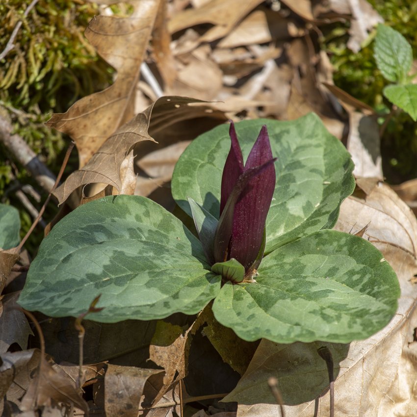 Sweet Betsy Trillium