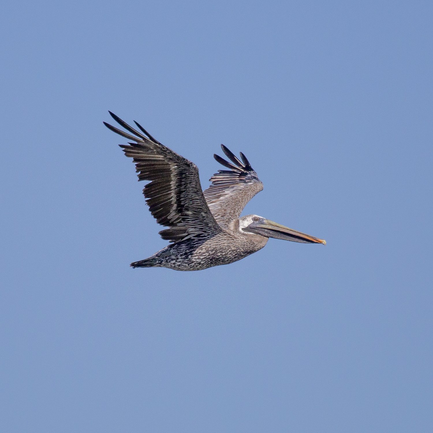 Brown Pelican