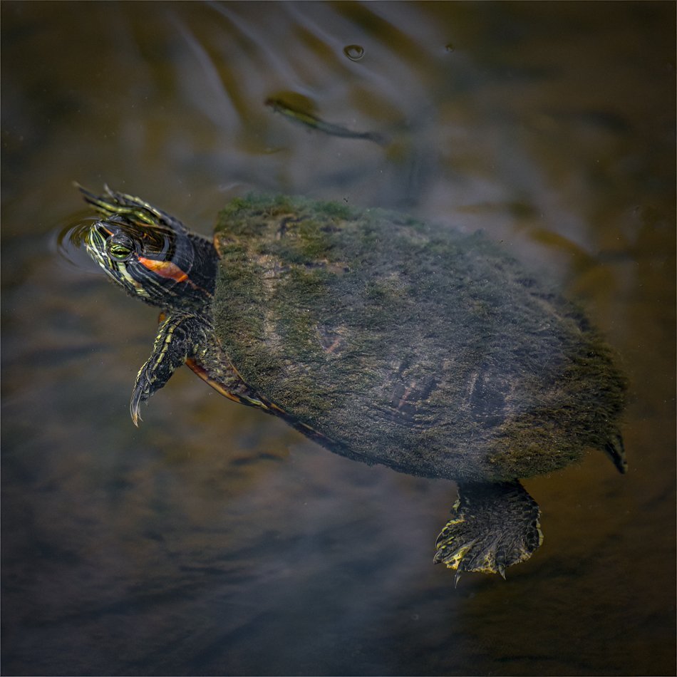 Red-eared Slider