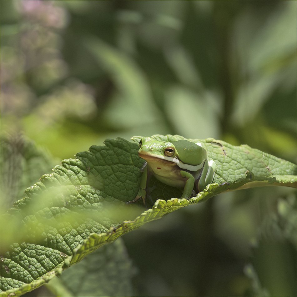 Green Tree Frog