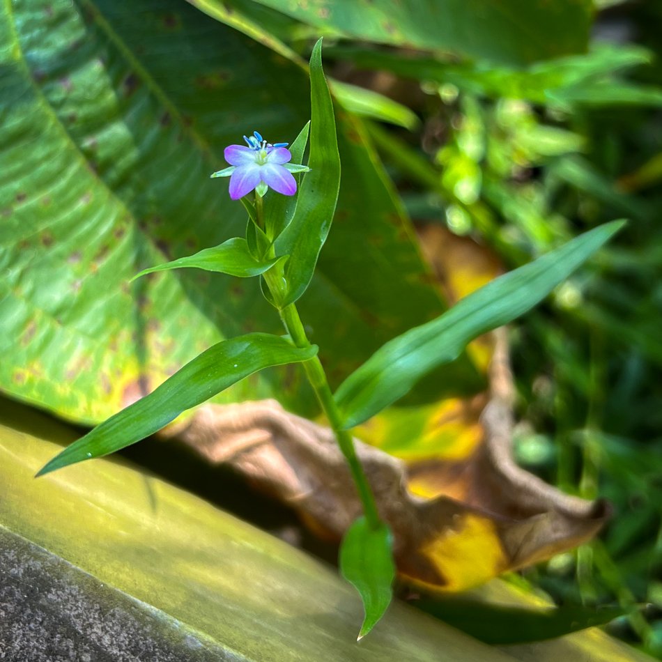 Marsh Dewflower (Aberration)