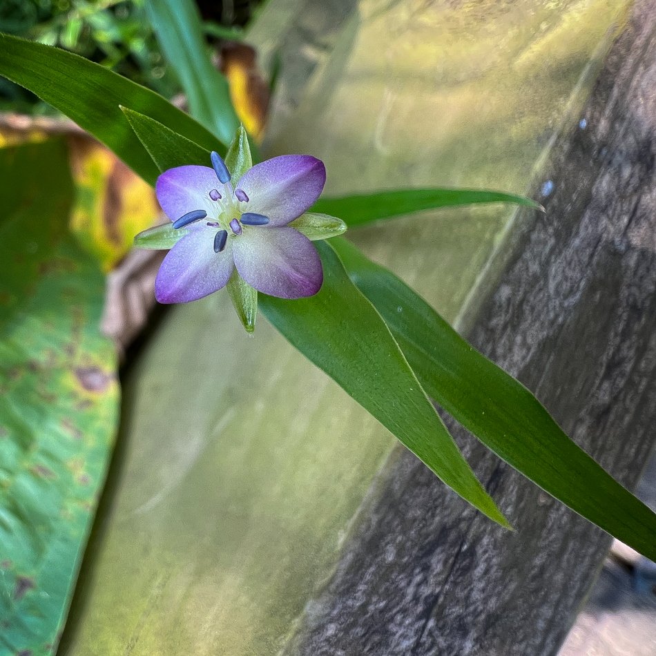 Marsh Dewflower (Aberration)