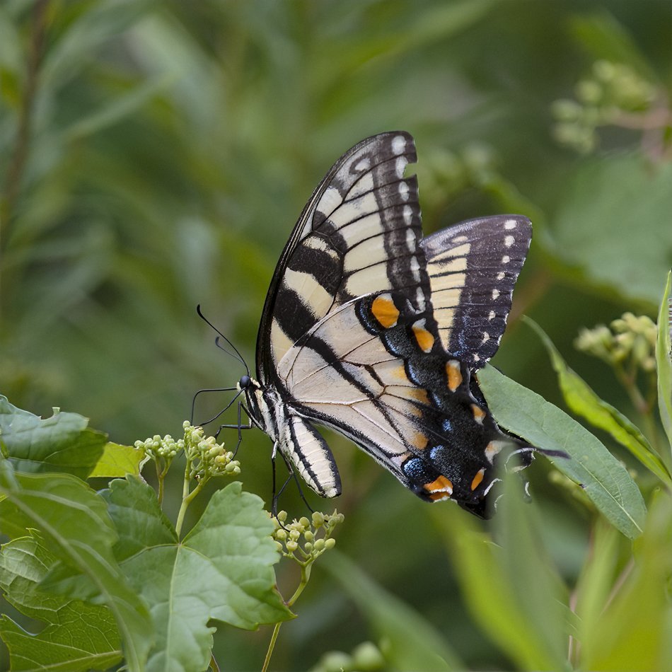 Eastern Tiger Swallowtail