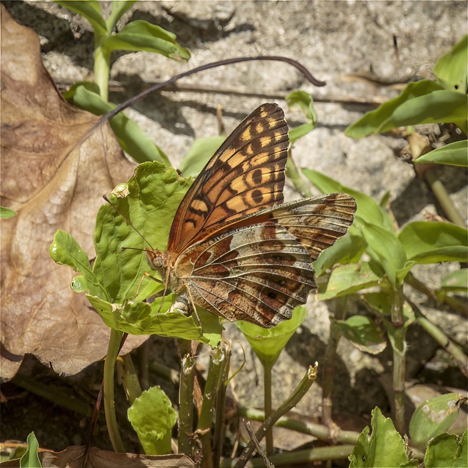 Variegated Fritillary