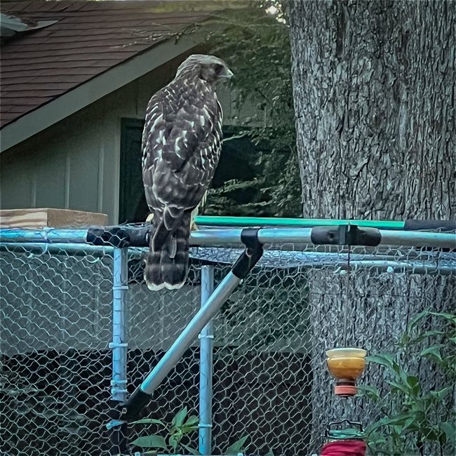 Red-shouldered Hawk, Juvenile