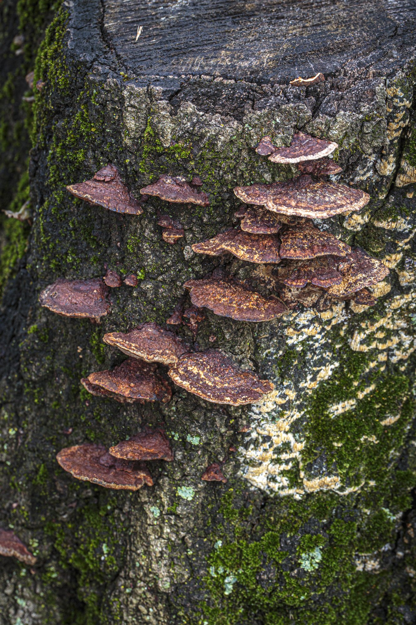 712_random_fungi_lichen-11.jpg