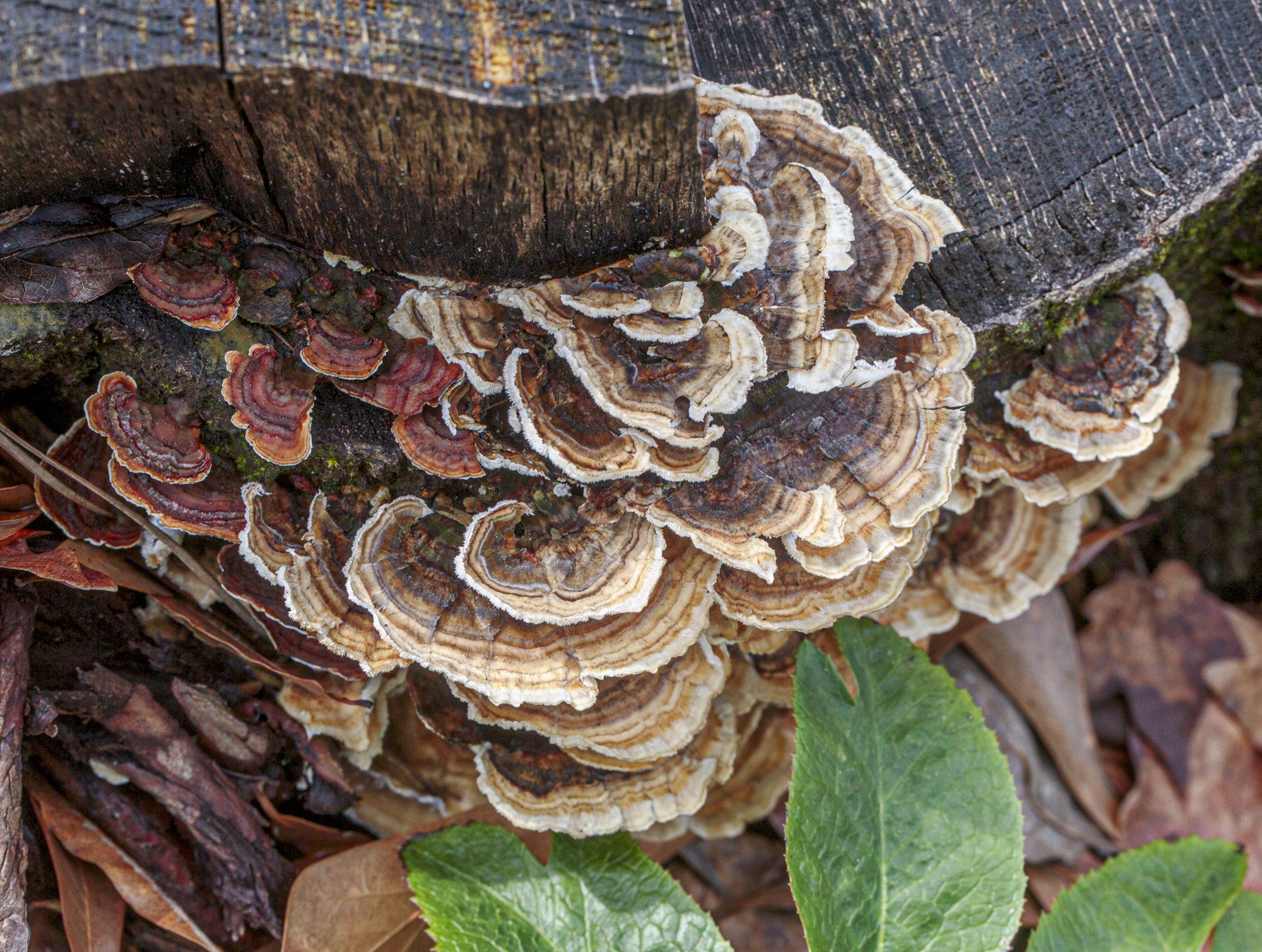 Turkey Tail Fungus