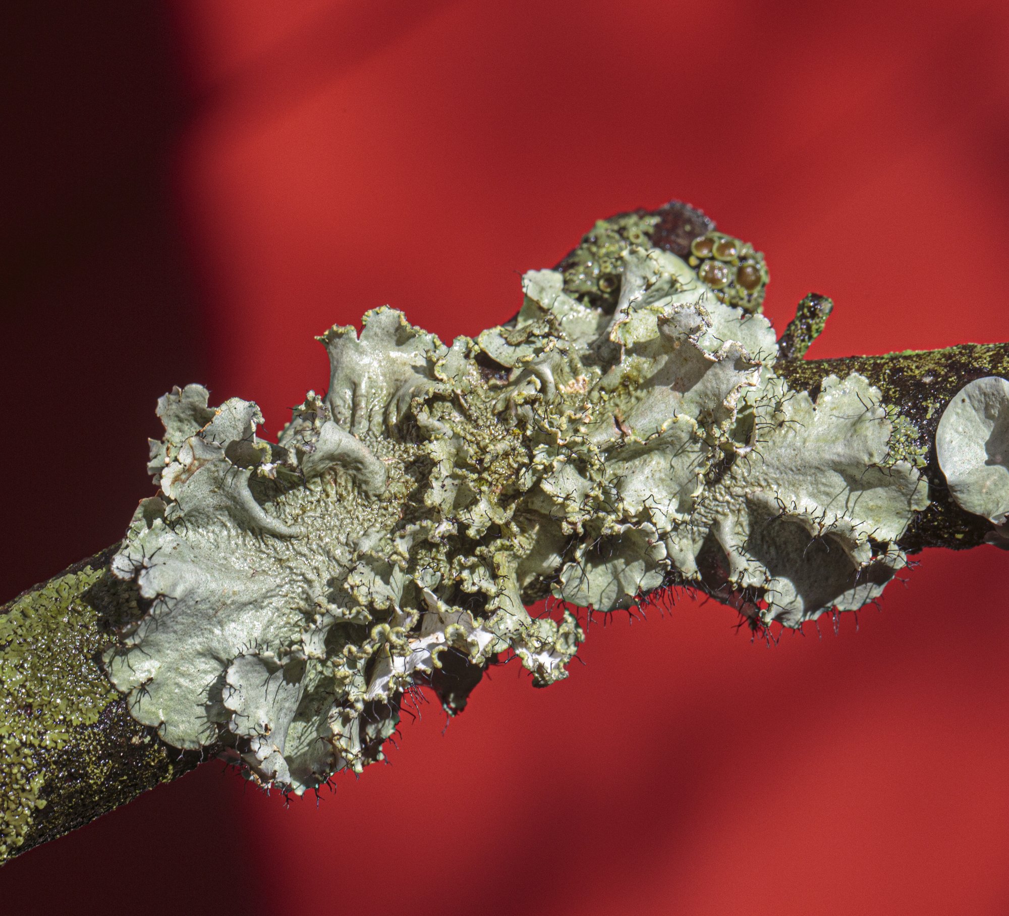 RUFFLE LICHEN