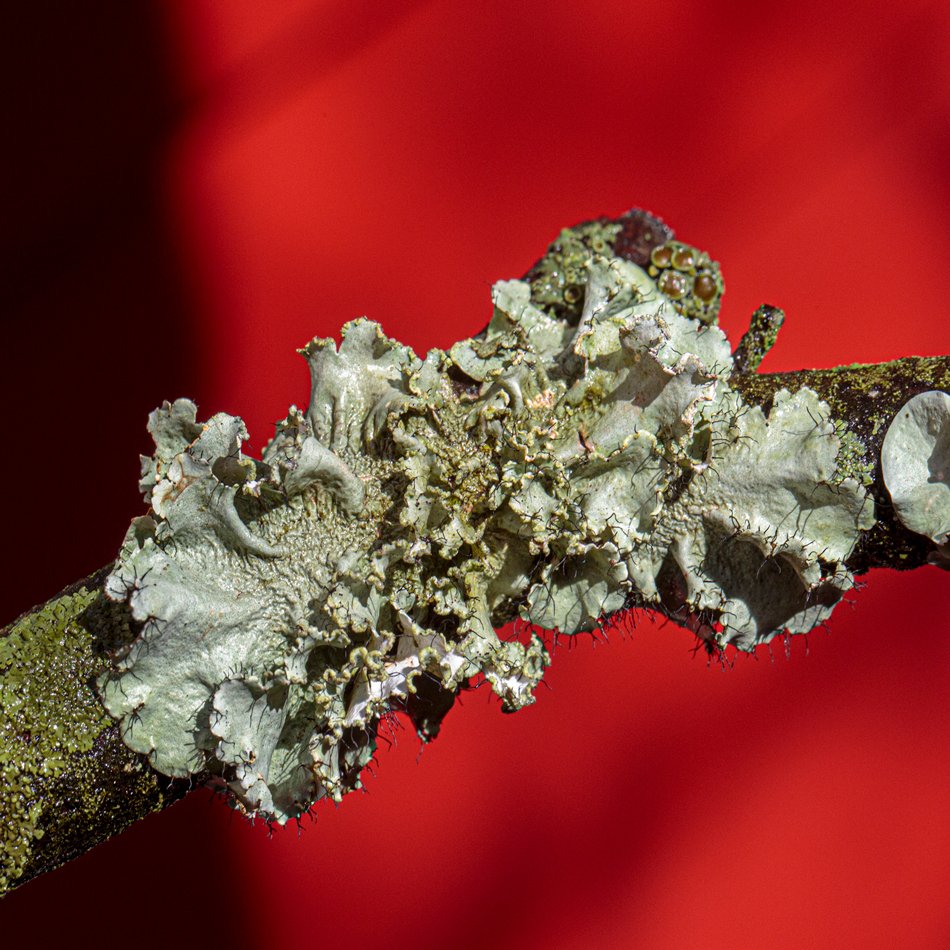 Foliose Lichen