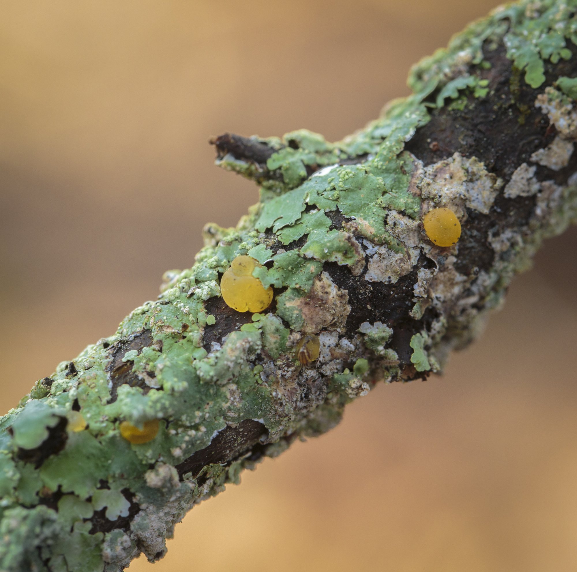 Lemon Disco Fungus