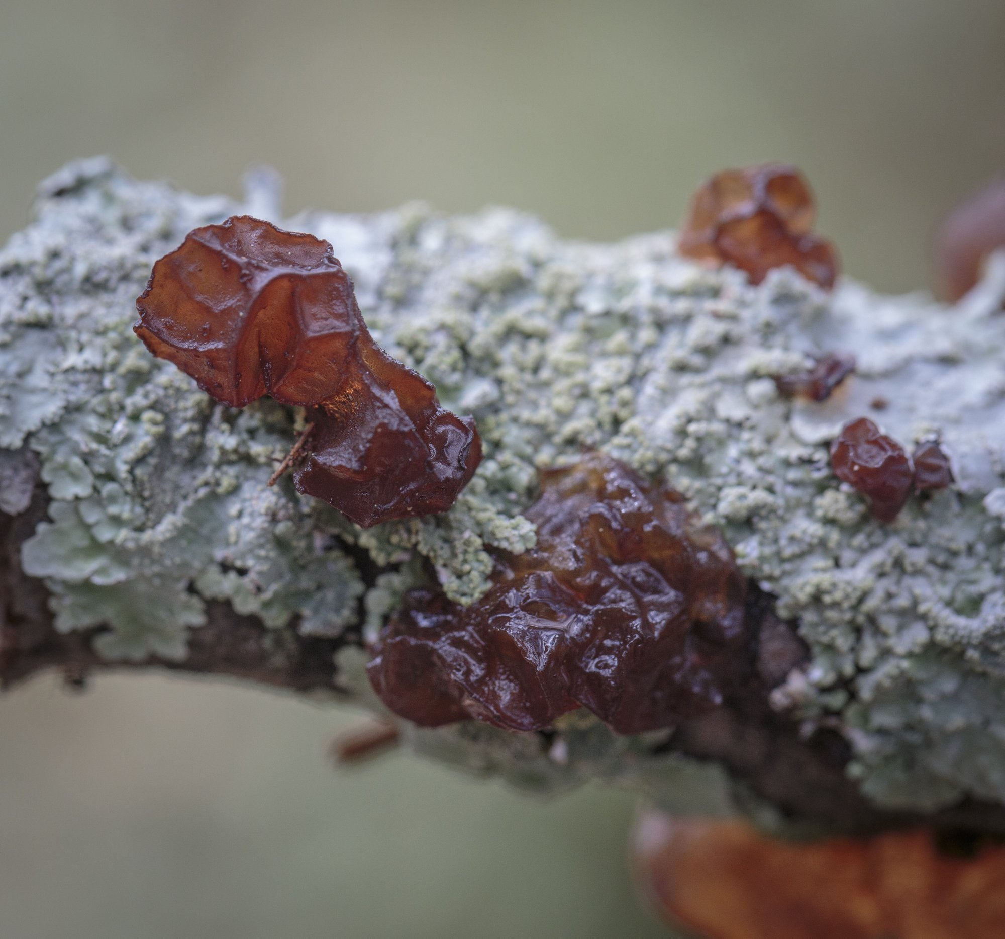 Brown Jelly Fungus