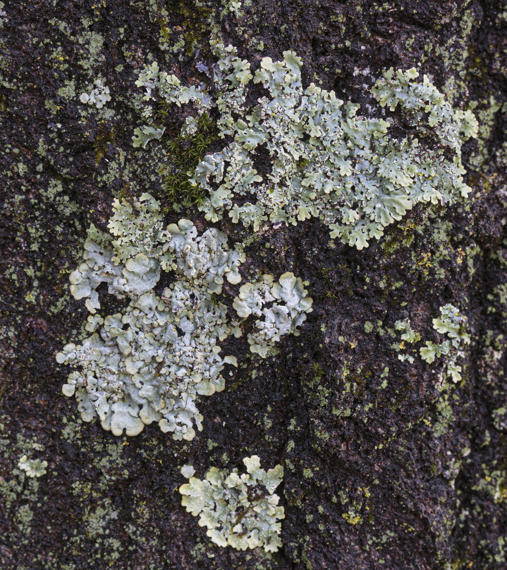 712_random_fungi_lichen-9.jpg