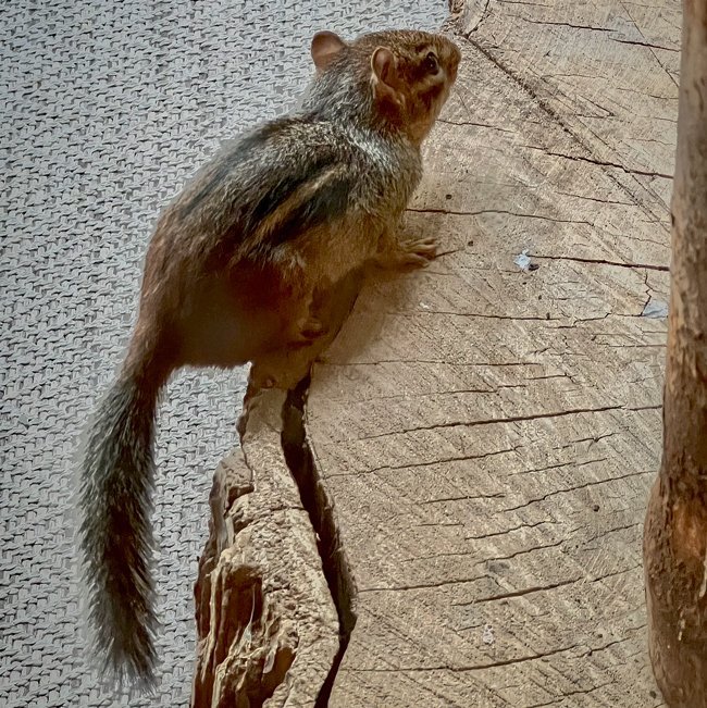 Eastern Chipmunk