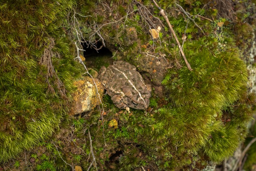 American Toad