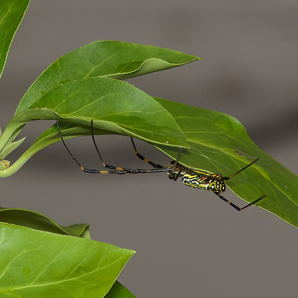  Nephila sp.