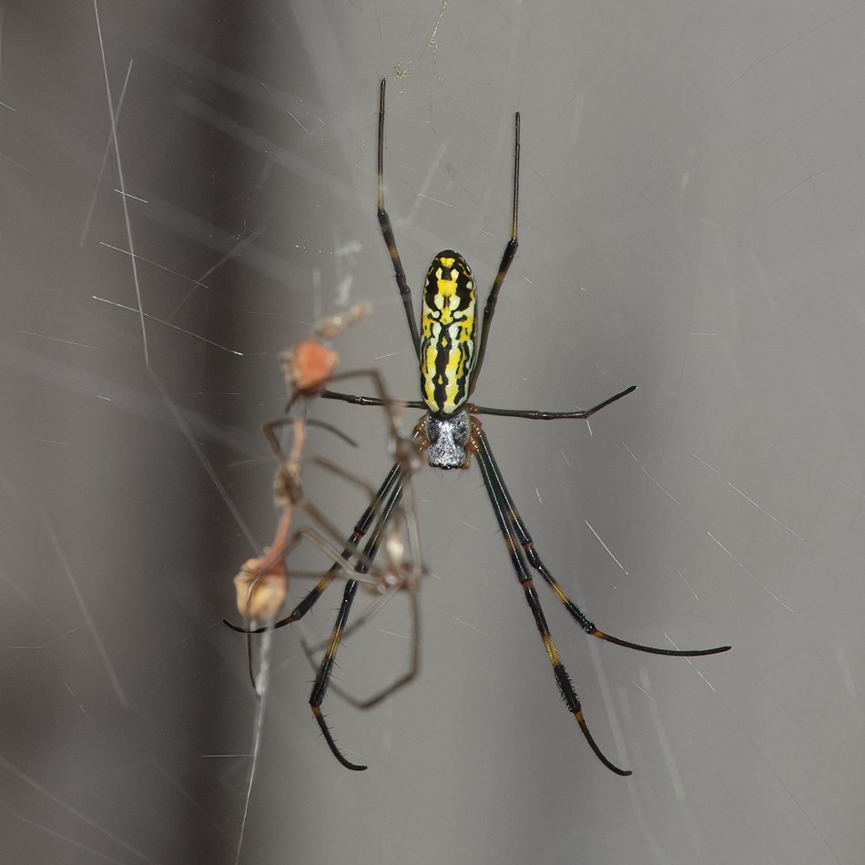 Nephila sp.