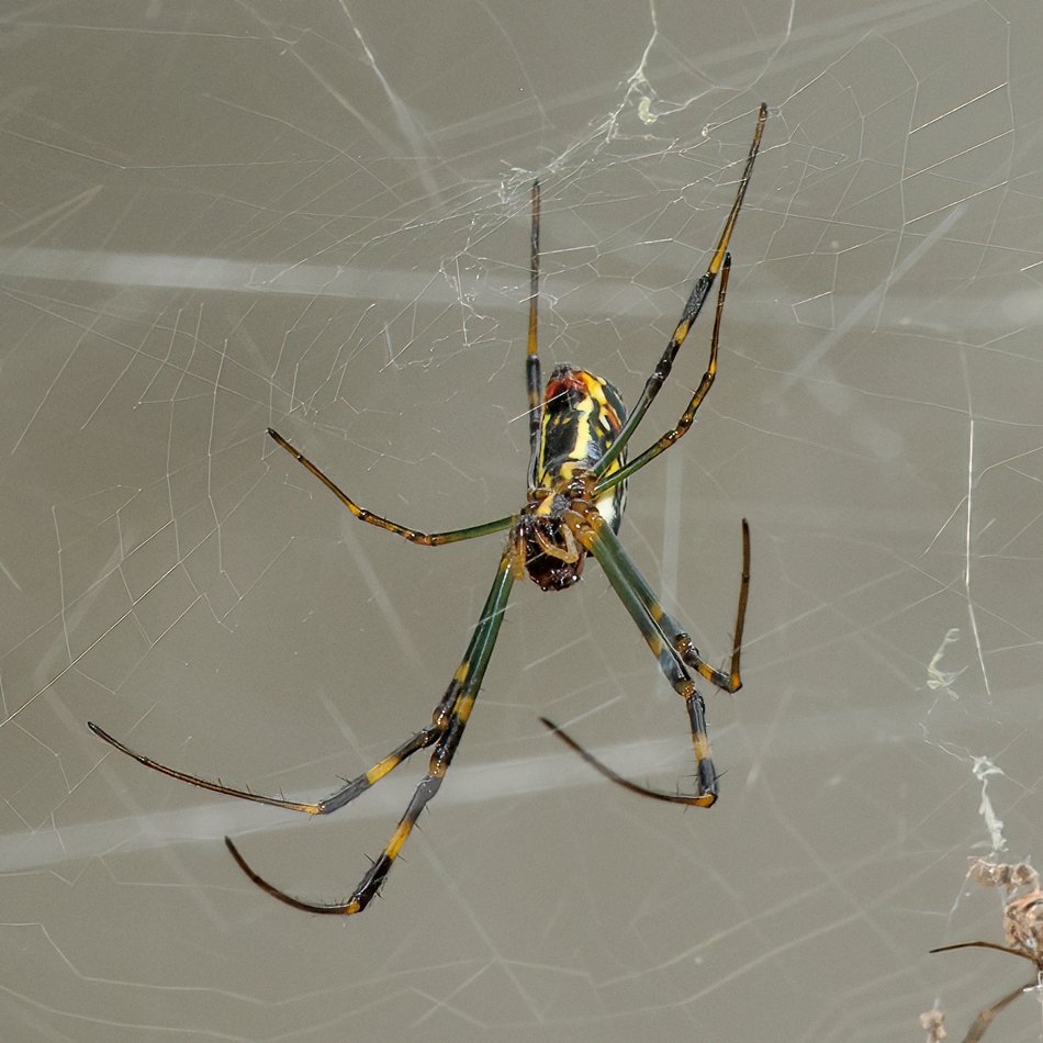 Nephila sp.