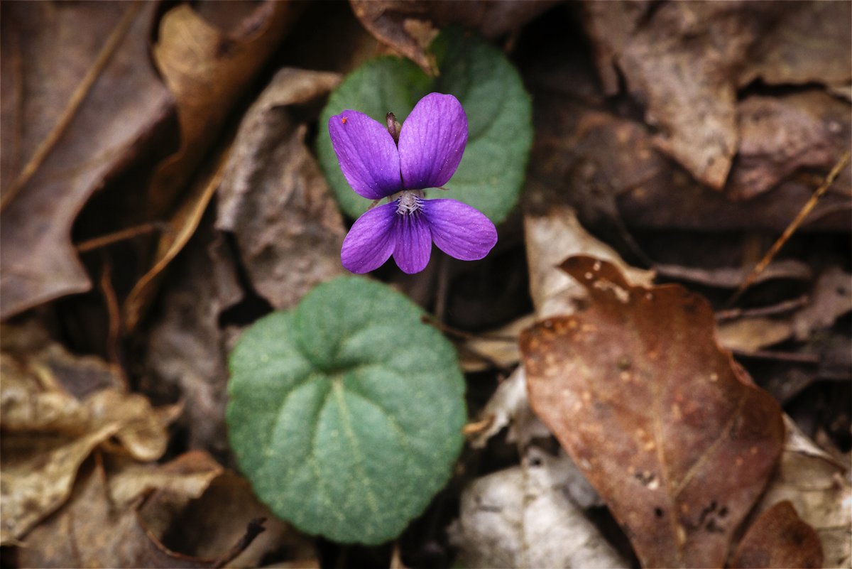 Common Blue Violet