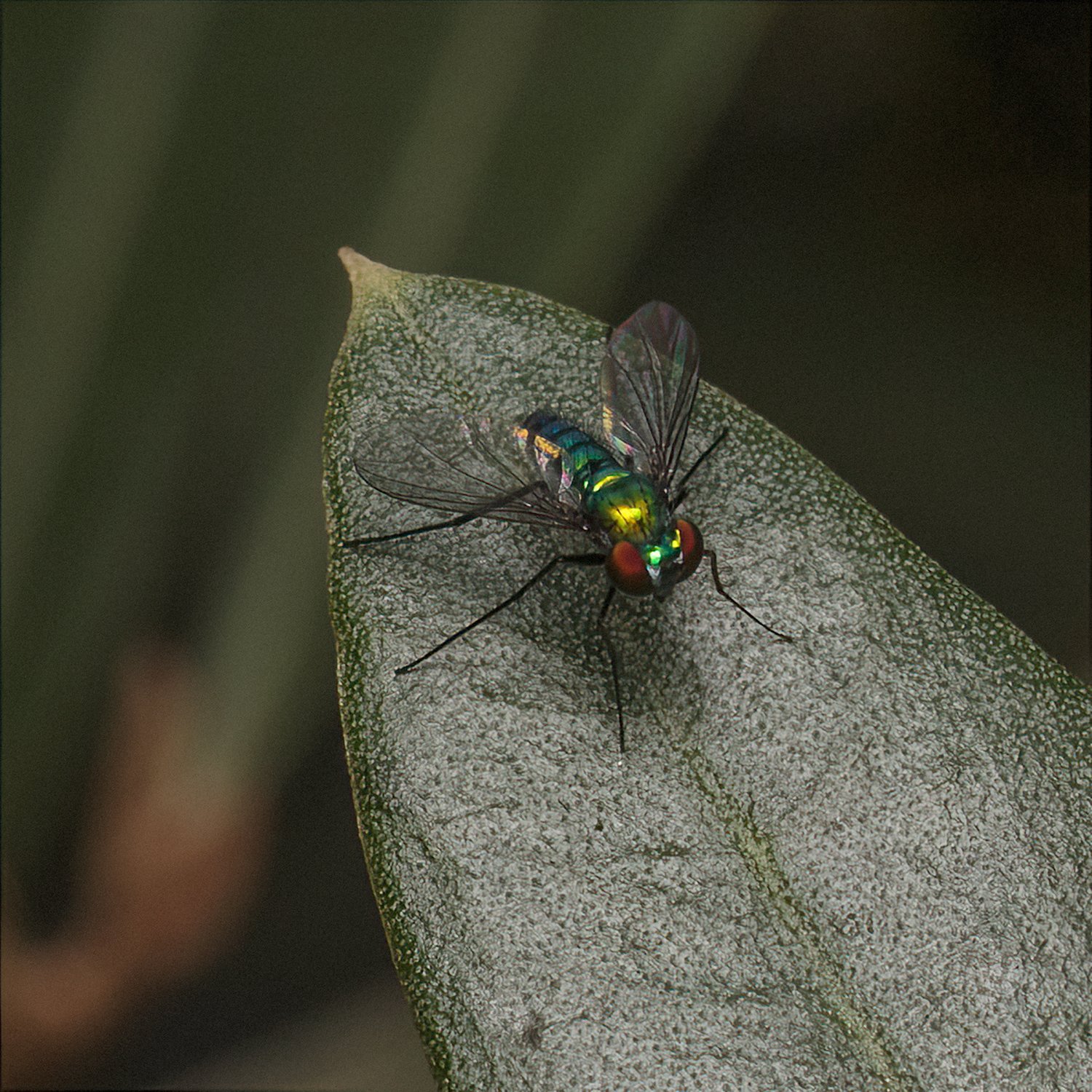 Diptera_8.30.2022_1.jpg