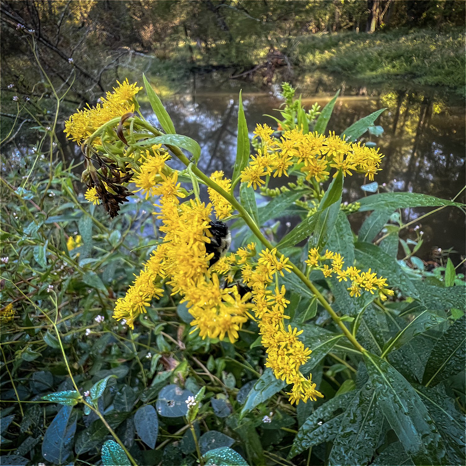 Flattop Goldenrod?