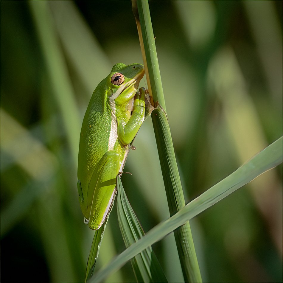 Green Tree Frog