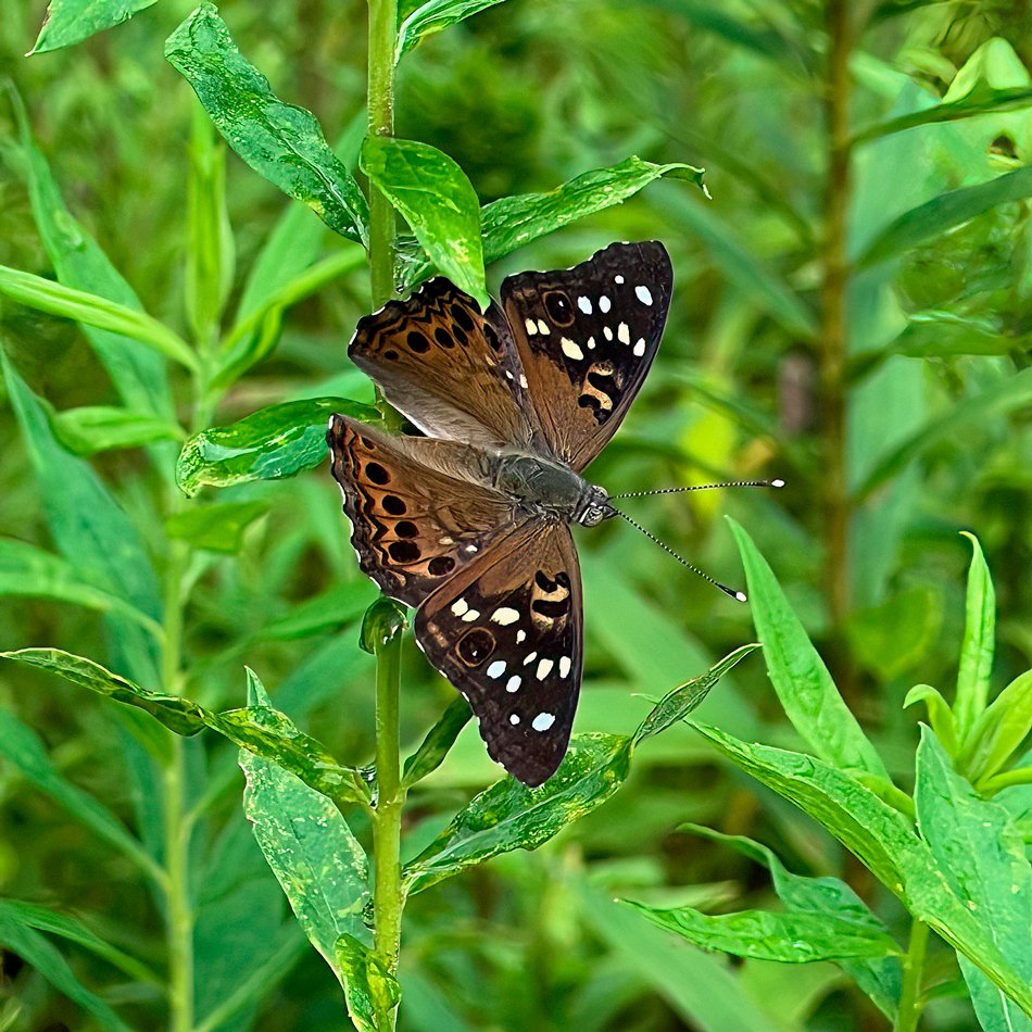 Hackberry Emperor (male)