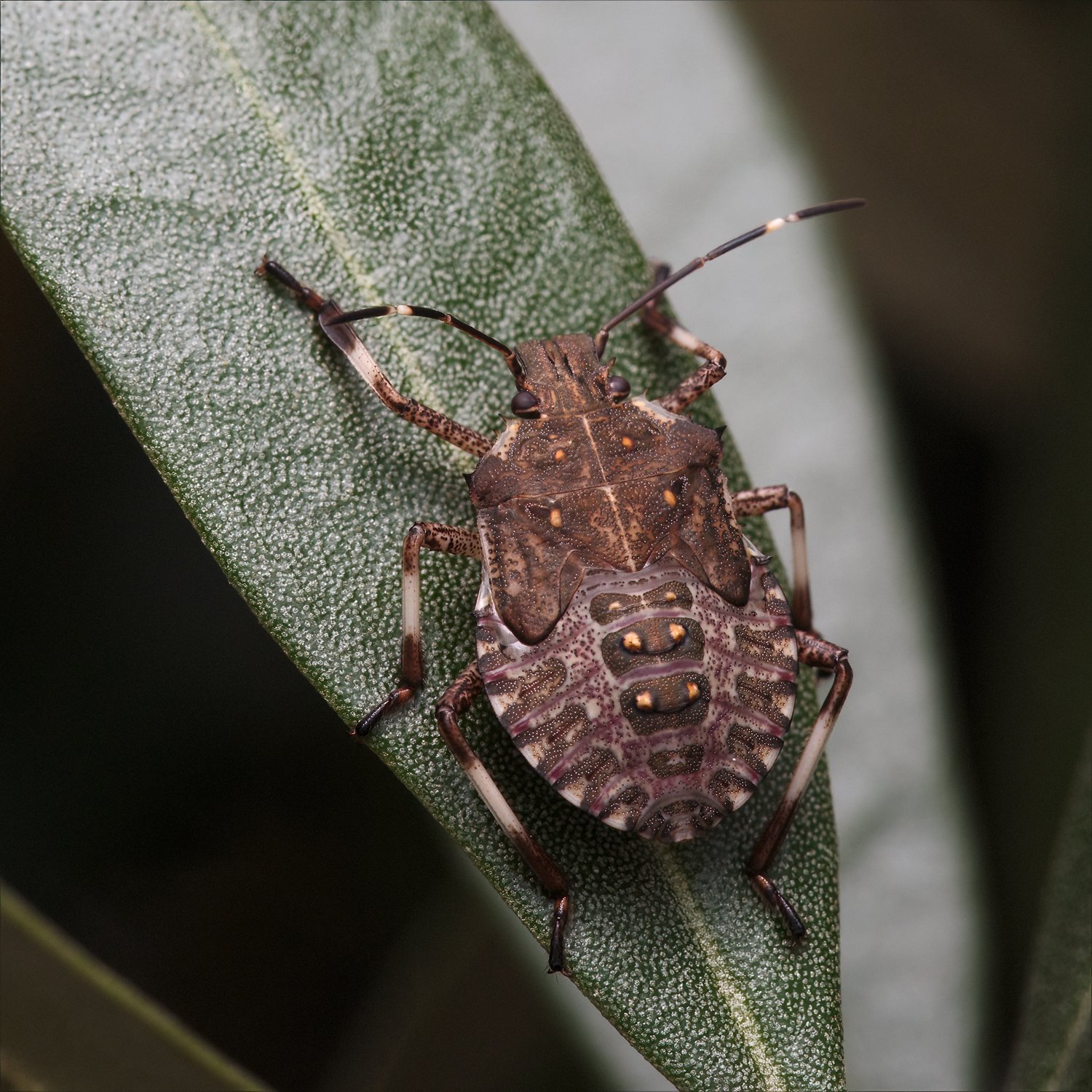 Hemiptera_8.30.2022_008.jpg