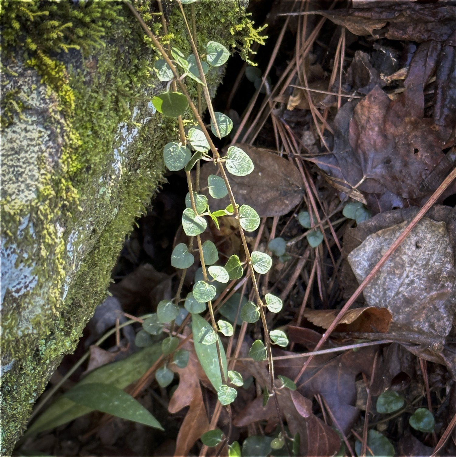 Partridge Berry