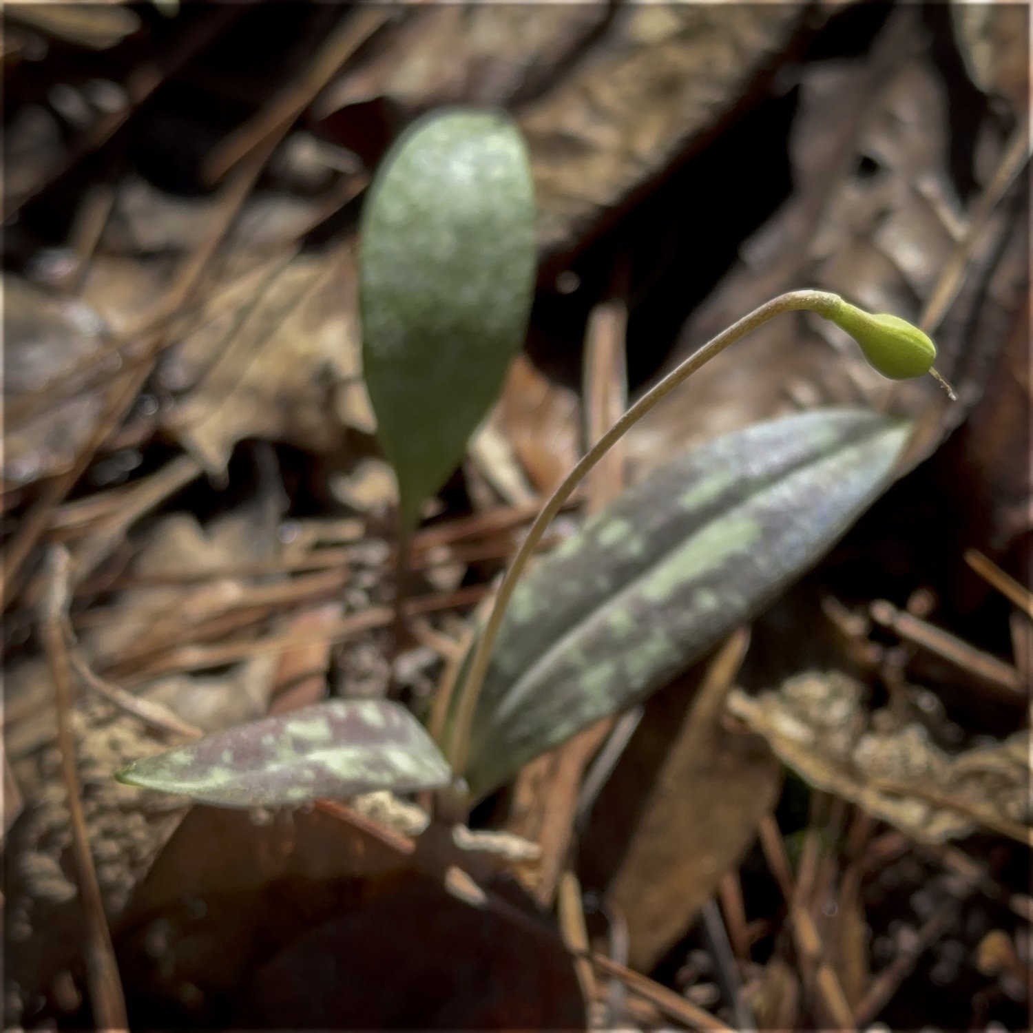 Dimpled Trout Lily