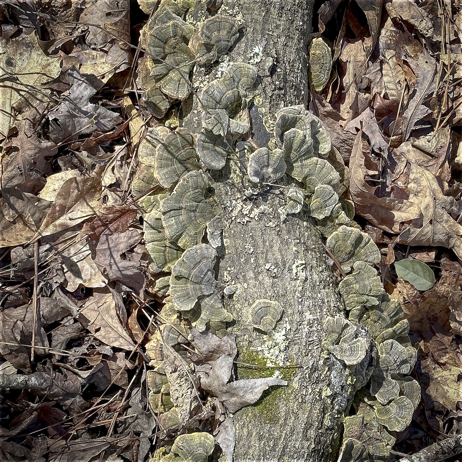 Turkey Tail Mushroom