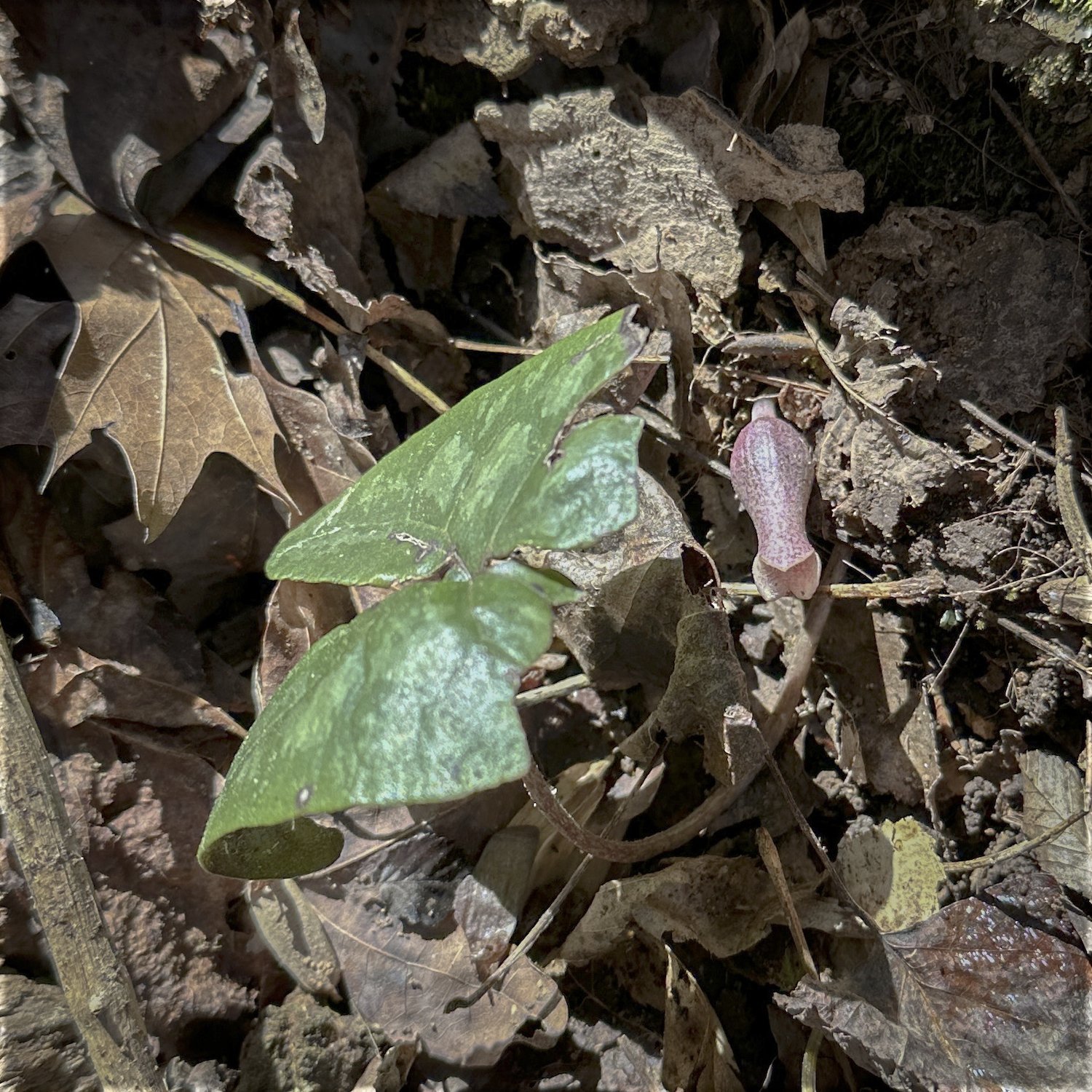 Little Brown Jug (Wild Ginger)