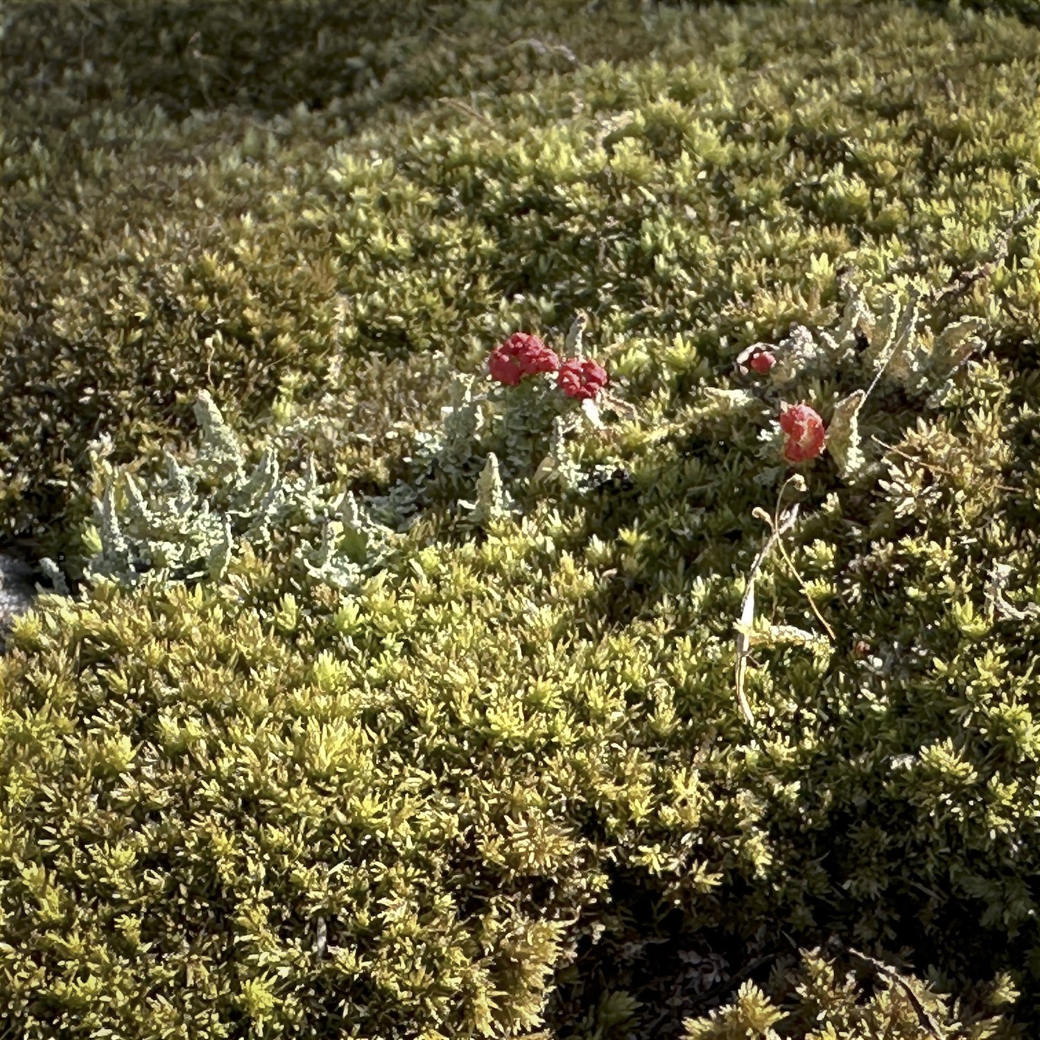 British Soldier's Lichen