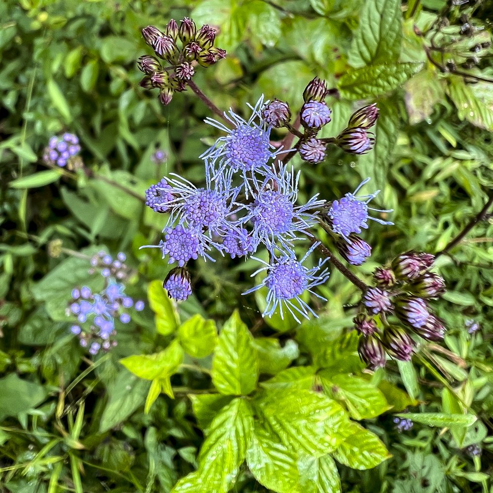 Mistflower, Ageratum