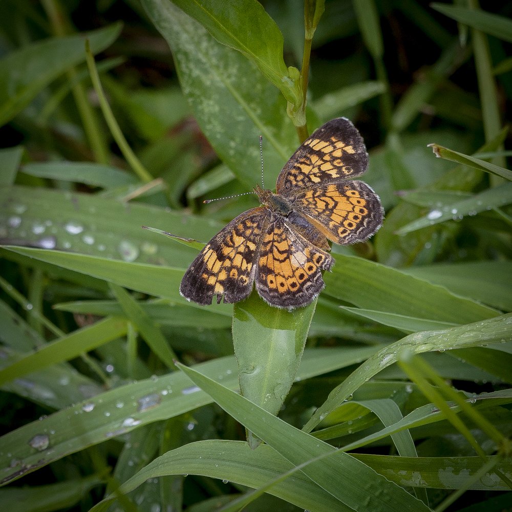 Pearl Crescent