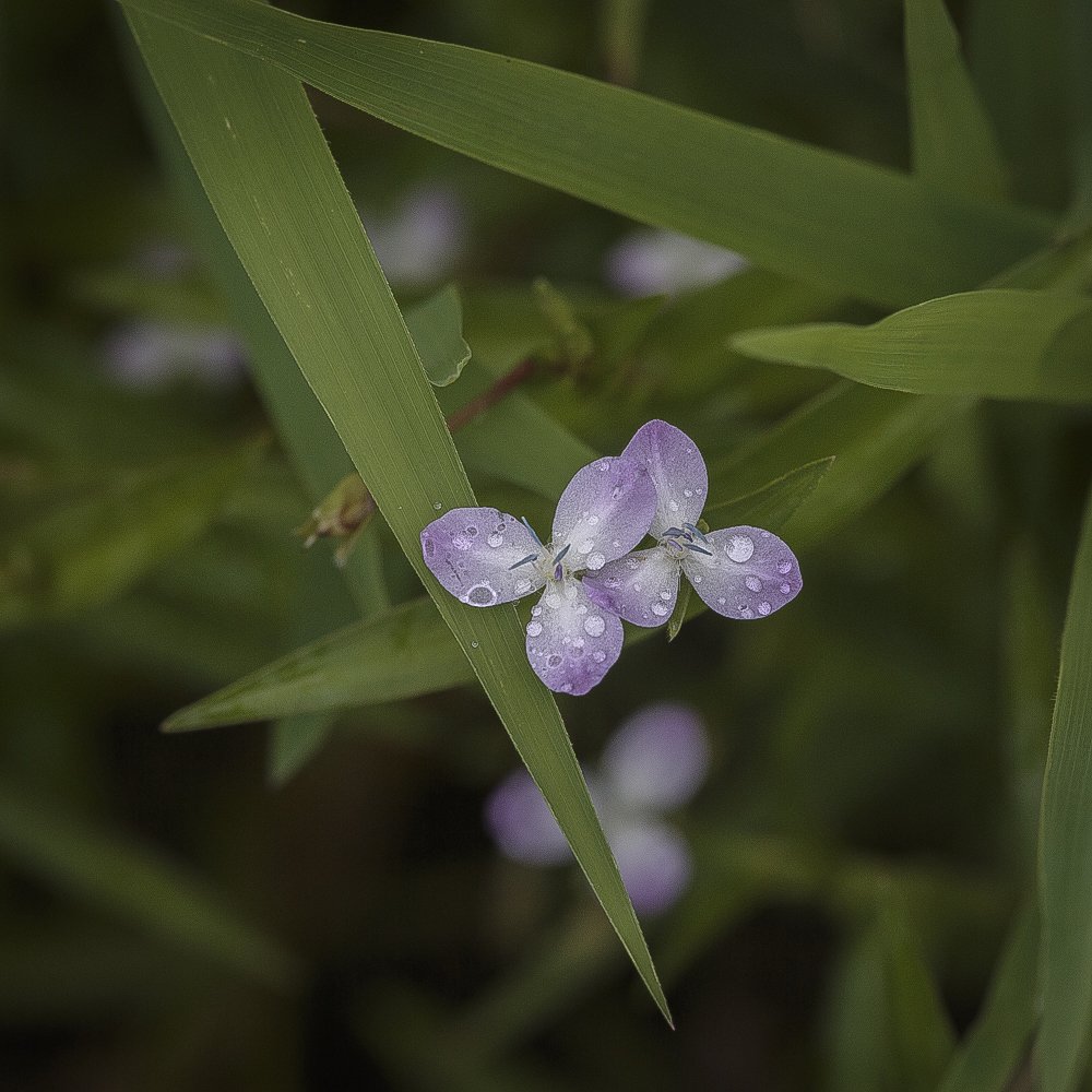 Marsh Dewflower