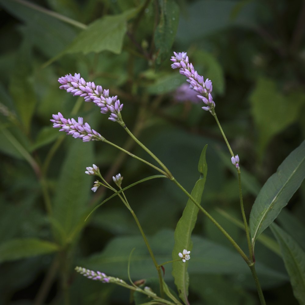 Pennsylvania Smartweed