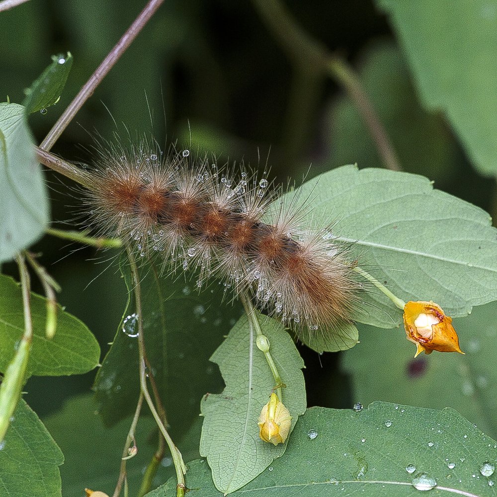 Virginia Tiger Moth