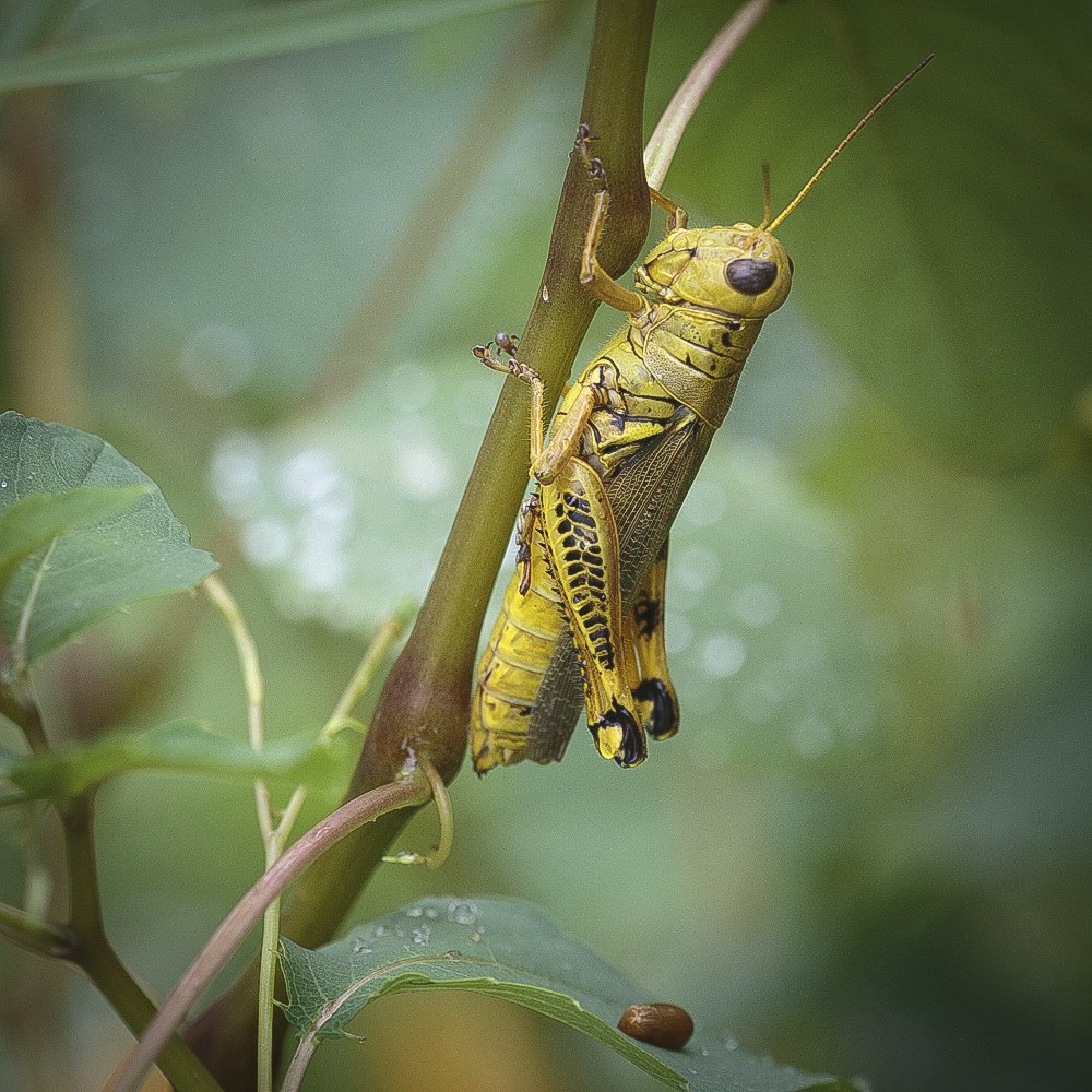 Differential Grasshopper