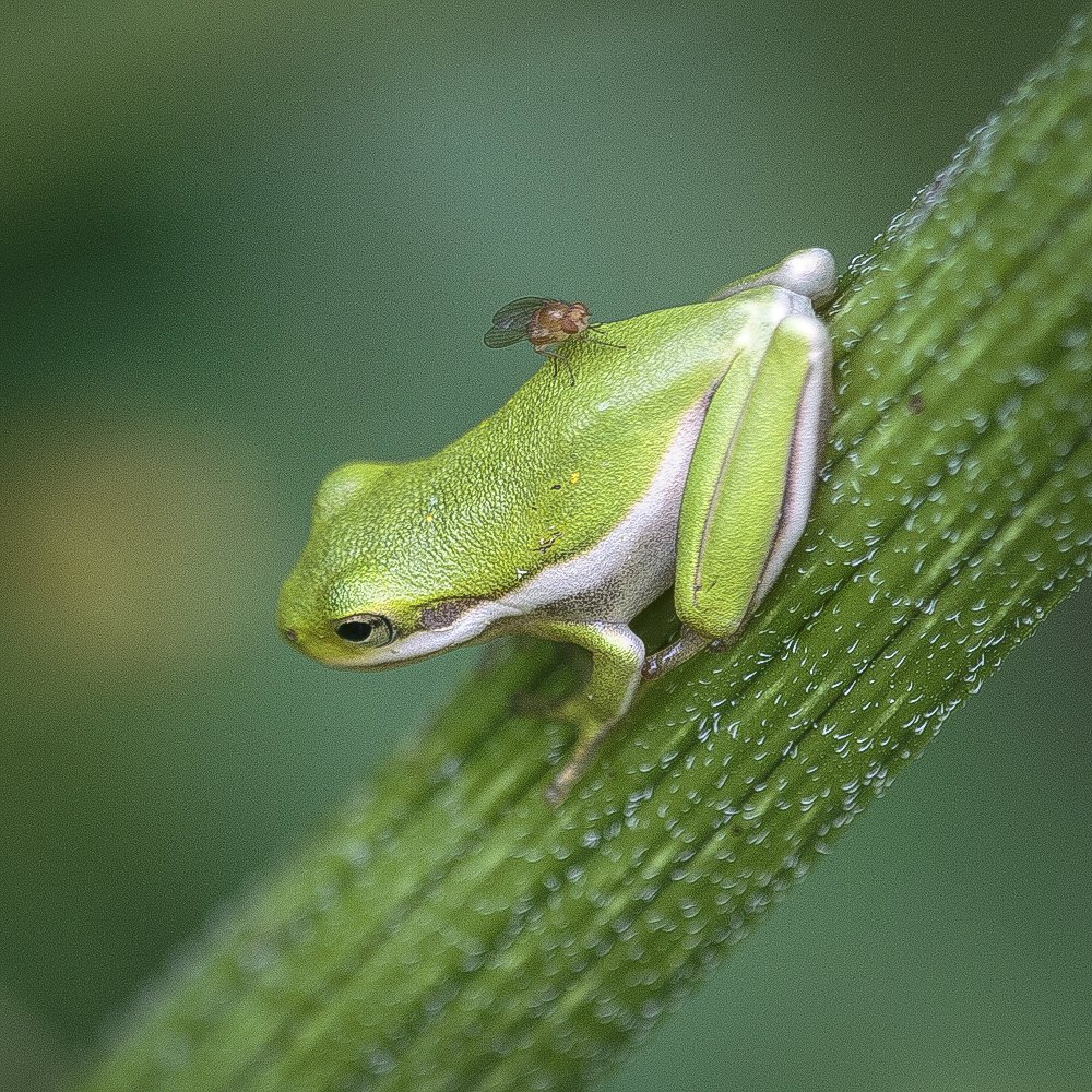 Green Tree Frog