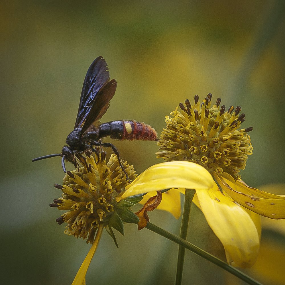 Two-spotted Blue-winged Scoliid Wasp