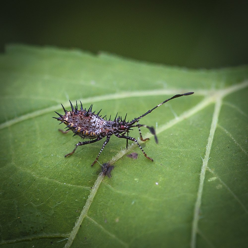 Helmeted Squash Bug Nymph