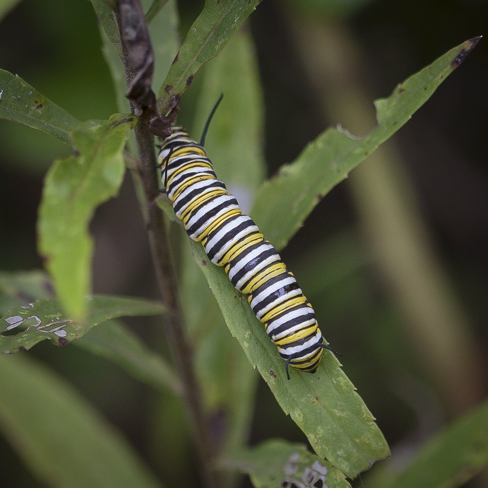 Monarch Butterfly Larva