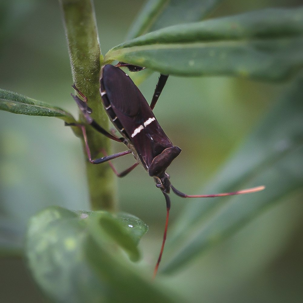 Leaf-footed Bug